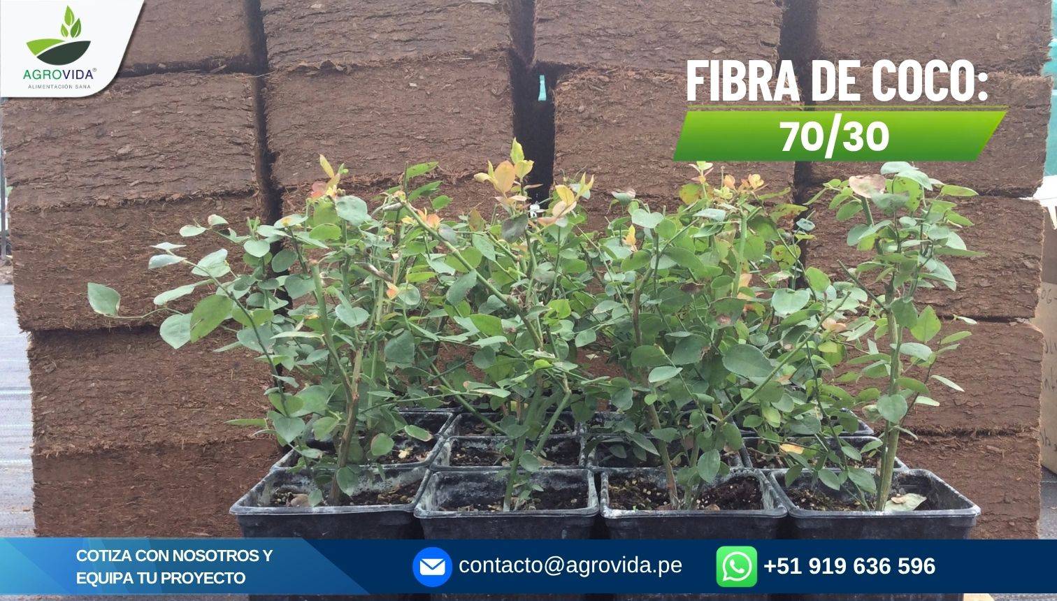 Fibra de coco foto 1
