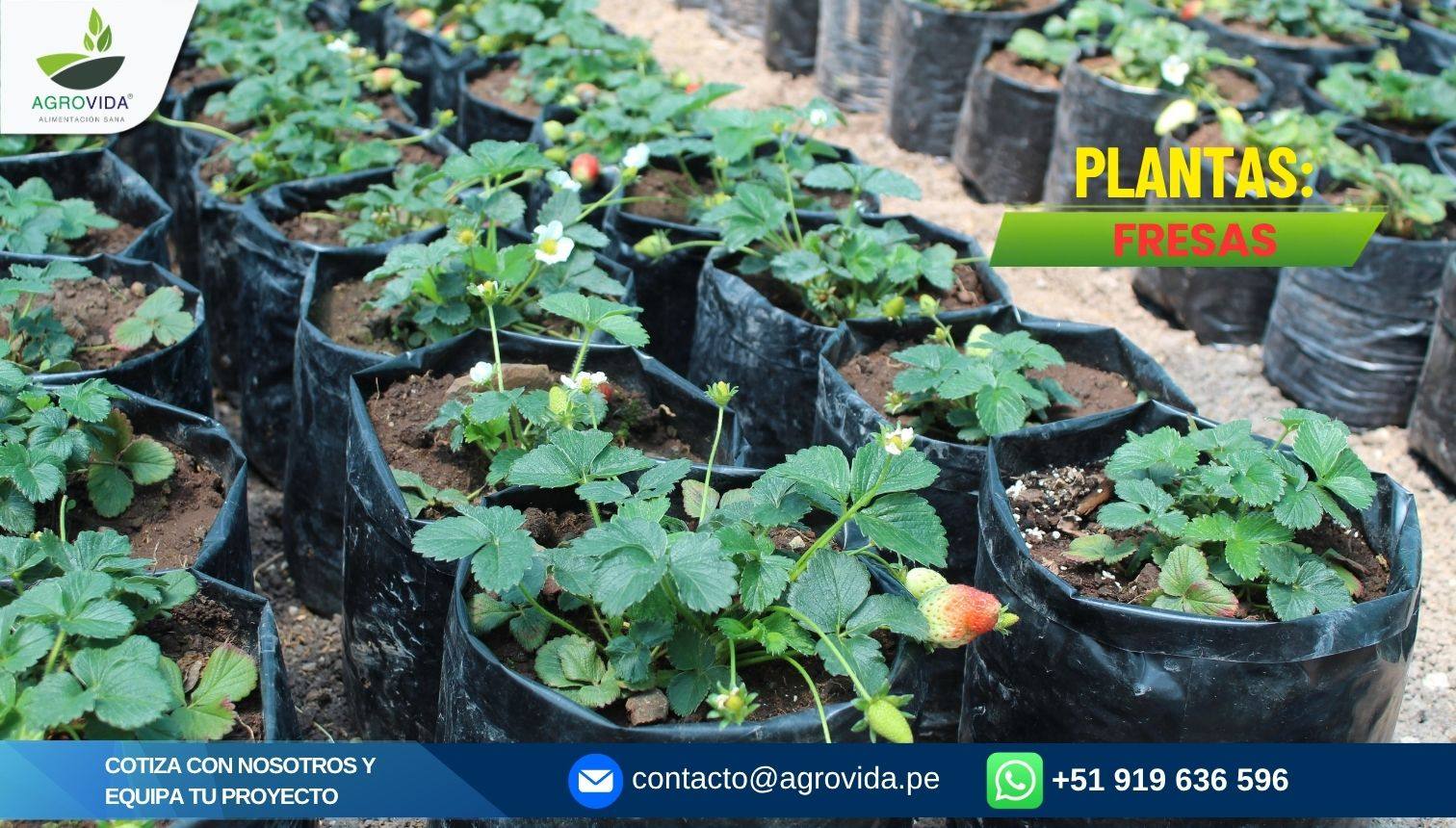 Plantas de fresas